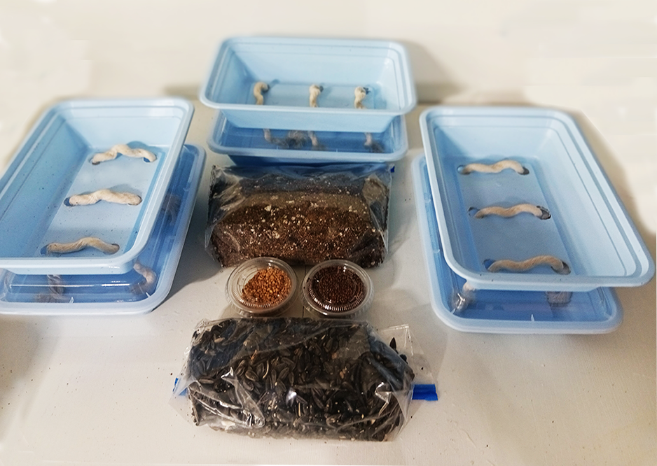 3) Self Watering Microgreens kit with seed and soil (Minimum of 50-60 grows)