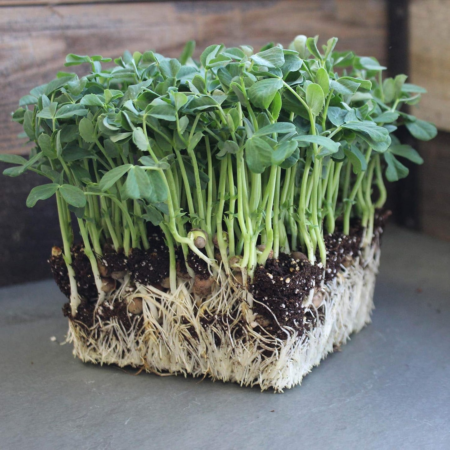 Speckled Pea Sprouting Seeds