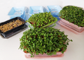 3 Self Watering Microgreen kit with seed and soil (Minimum of 25-35 grows)