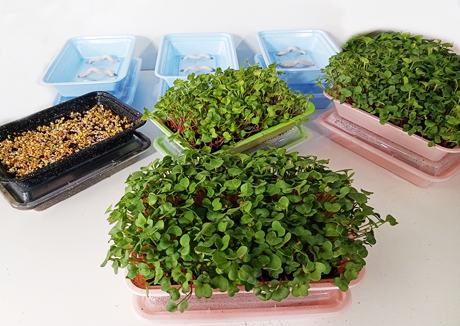 3) Self Watering Microgreens kit with seed and soil (Minimum of 50-60 grows)