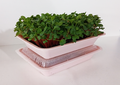 1  Self Watering Microgreen kit with seed and soil (Minimum of 8-10 grows)