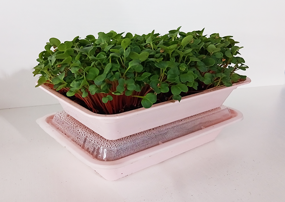 1  Self Watering Microgreens kit with seed and soil (Minimum of 20 grows)