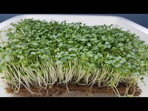 (3) Three Tray Kit + 1/2 lb. Wheat Berry seeds & 1/2 lb. of Broccoli seeds