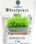 Wheat Grass seeds 1 LB.